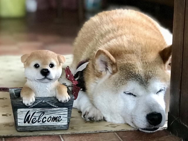 ペットと暮らす